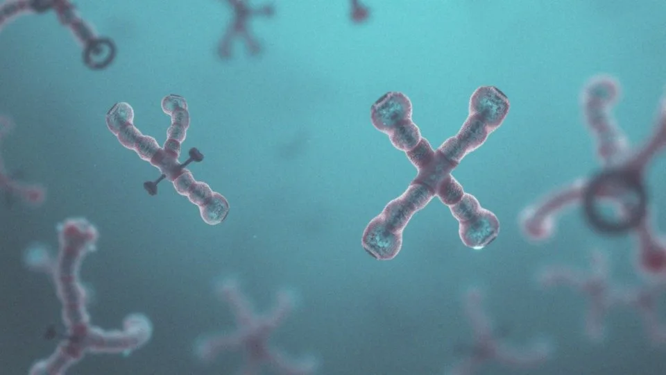 Jakie są różnice między płcią męską a żeńską w kontekście chromosomów?