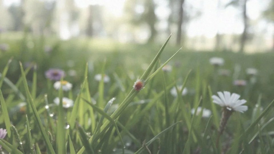 Jakie są skutki ukąszenia przez owady?