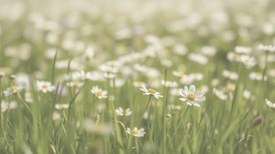 Czy alergia i uczulenie to to samo? Kluczowe różnice i wyjaśnienia