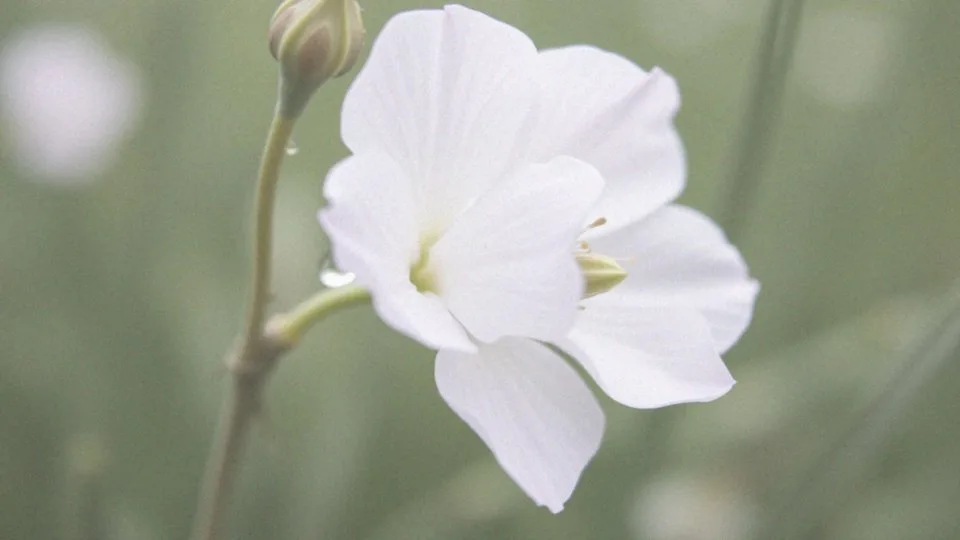 Odejście czopu śluzowego a rozwarcie szyjki macicy – co musisz wiedzieć?